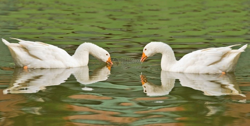 河池塘里的两对鹅年轻波纹图片