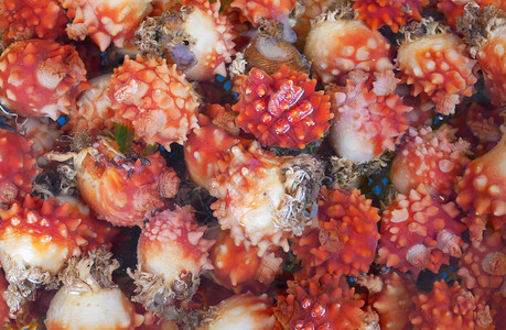 贝壳新鲜的海市场新鞘或菠萝生的图片