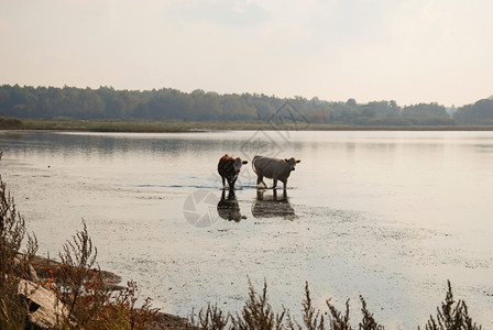 两头年轻的奶牛在秋初迷雾中走在水里湖自然步行图片