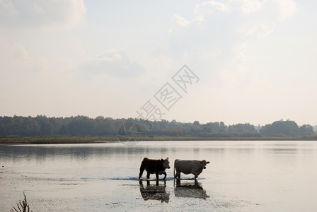 两头年轻的奶牛在秋初迷雾中走在水里天空食物图片