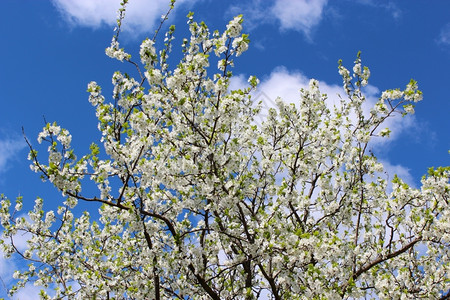 蓝天背景下的梅花树蓝天背景下的梅花树分支投标蓝色的盛开图片