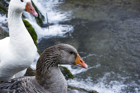 一种翅膀瀑布旁有橙色喙的白和灰鸭子瀑布旁有橙色喙的白和灰鸭子鸡图片