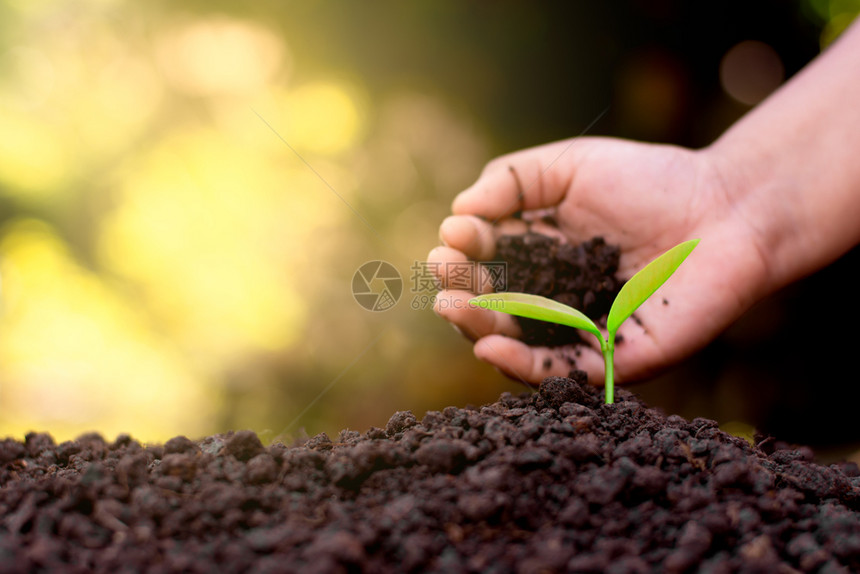 小孩的手在土壤里种树苗把幼放入土壤中给予园艺关心图片