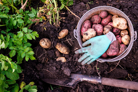 农业土豆收割铲挖出地面收获夏天图片