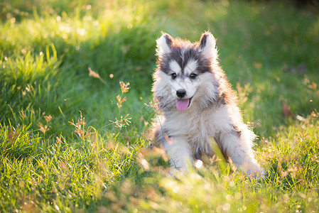 草地上可爱的哈斯基小狗说谎犬类动物图片素材