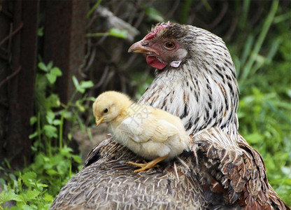 一只鸡肉鸡苗圃和一只坐在母的背上照片背景