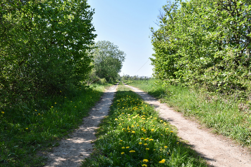 夏天追踪景观美丽的乡村道路在绿地的瑞典岛奥兰美丽乡村公路上有鲜花黄开着的青春图片