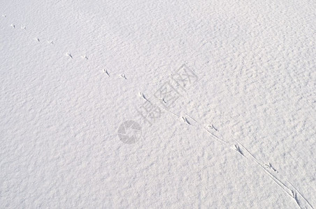 甚至空的接近雪地表背景有鸟类的足迹苍凉图片
