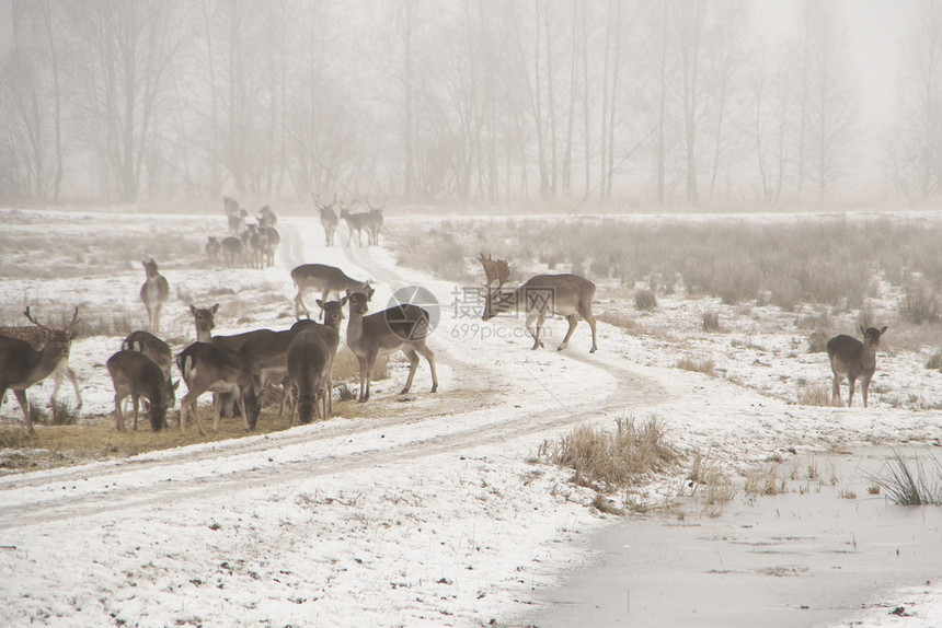 低关键图像在寒冷的冬日漫步一群落水鹿DamaDamadama群白色音调中美丽的休耕农场图片
