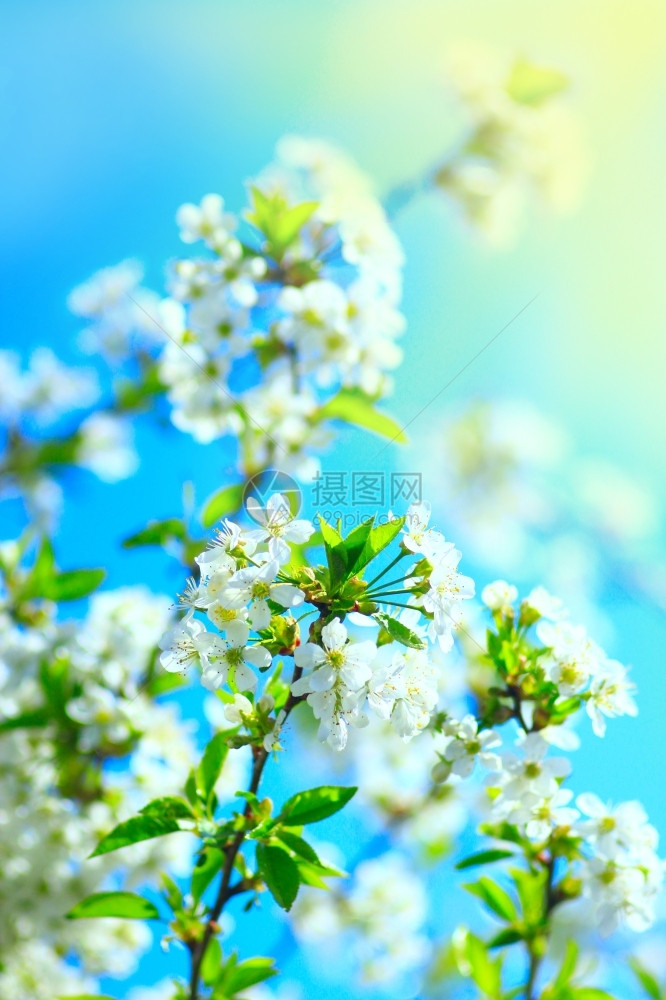 茎季节分支花樱的枝开出樱桃的树枝在春天有灿烂的光束图片