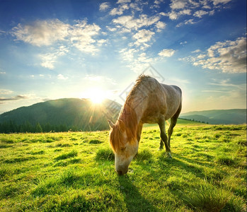 农场夕阳下高山牧上的马高山牧场上的马环境鬃毛高清图片