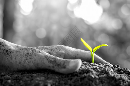 生活散景语气月经的手在土壤中播种树苗黑白两色的音调图片