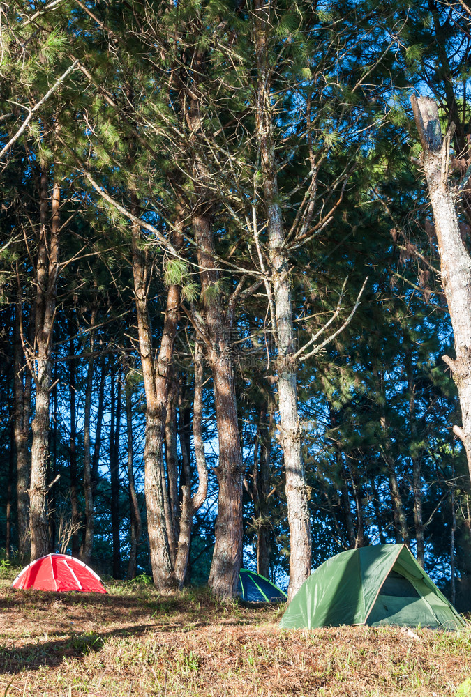 日出颜色公园松树下面的丰富多彩帐篷营图片