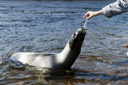 竖琴海豹动物海滩高清图片