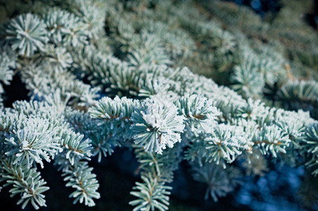 明亮的美丽深浅地露出野外切近的浅树上冬霜冻绿色图片