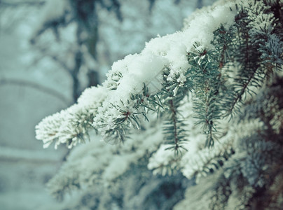 针叶寒冷的深浅地露出野外切近的浅树上冬霜冻明亮的图片