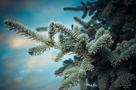 天气白色的新鲜深浅地露出野外切近的浅树上冬霜冻图片