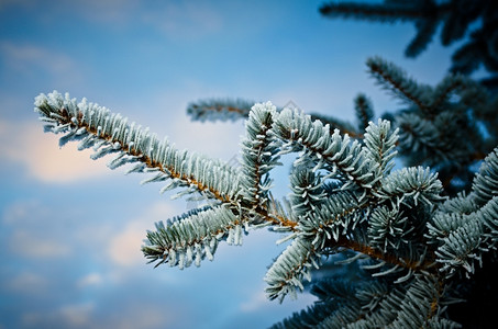 寒冷的美丽深浅地露出野外切近的浅树上冬霜冻季节图片