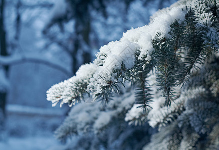 分支浅的明亮深地露出野外切近的浅树上冬霜冻图片