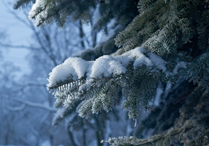 深浅地露出野外切近的浅树上冬霜冻冷杉清除雪花图片