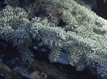 场景分支深浅地露出野外切近的浅树上冬霜冻云杉图片
