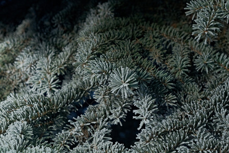 绿色新鲜的枞树深浅地露出野外切近的浅树上冬霜冻图片