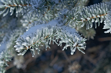 深浅地露出野外切近的浅树上冬霜冻白色的冷若冰霜云杉树图片