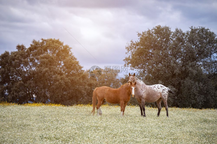 春天马匹动物两美丽的马在草原上图片