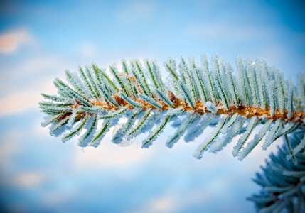冷冻云杉深浅地露出野外切近的浅树上冬霜冻自然图片