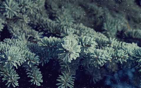 自然北深浅地露出野外切近的浅树上冬霜冻美丽的图片