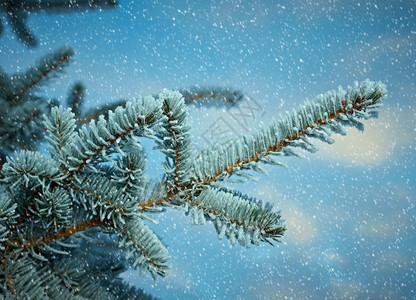 细节户外冷杉深浅地露出野外切近的浅树上冬霜冻图片