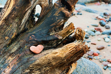 红石心树上形海石红加里宁格勒制作结石图片