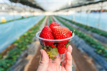 新鲜的浆果夏天草莓在杯子里植物在杯子里草莓背景是草莓植物图片