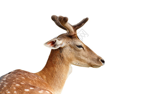 大妈可爱的落ow鹿stag肖像白色背景上有越来多的鹿角哺乳动物图片