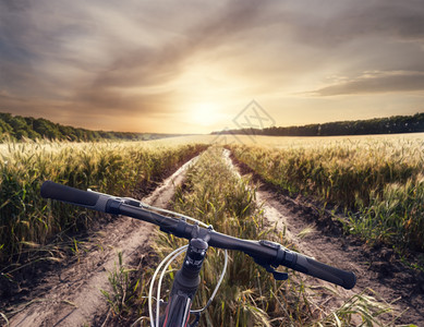 自然乡村公路背景的自行车把夕阳下的小麦穗乡村公路背景的自行车把有穗状花序日出车轮背景图片