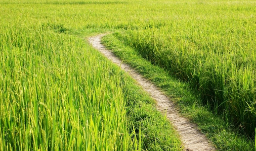 美丽的自然景观乡村阳光明媚的日落绿稻田风景美丽亚洲草晴天图片