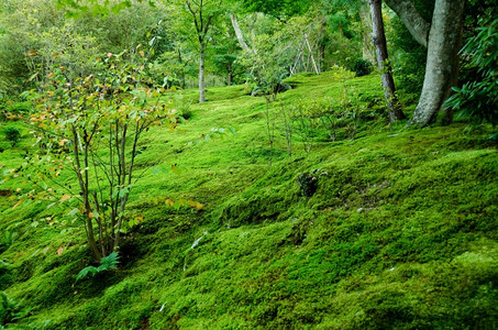 湿环境覆盖苔草天然绿色背景的森林底层含植物天然绿色背景荒野图片