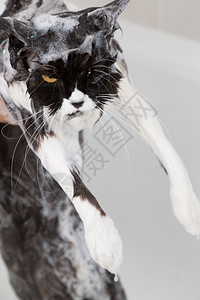 星罗猫八星洗澡或淋浴给波斯种猫小国内的背景