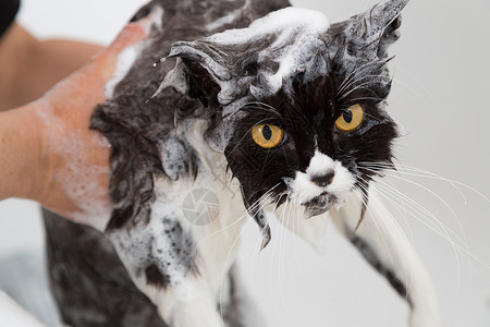 洗澡的猫咪猫科动物高清图片素材
