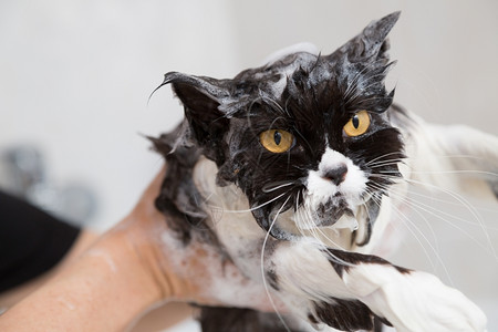 洗澡的猫咪生气高清图片素材