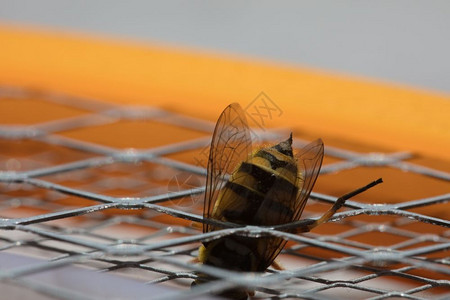 荒野漏洞女王蜜蜂蜇伤的宏观图片细节图片