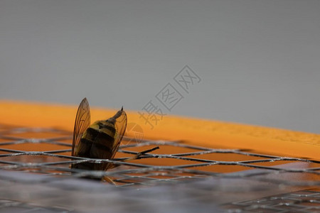 嗡声蜜糖蜂蜇伤的宏观图片细节过敏高清图片