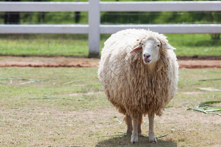 母羊采用可爱的牧场农用畜和牲养殖时羊的面部情况图片