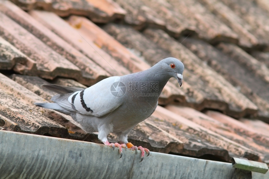 美丽的纯洁鸽子站在房屋顶上灰色的动物户外图片
