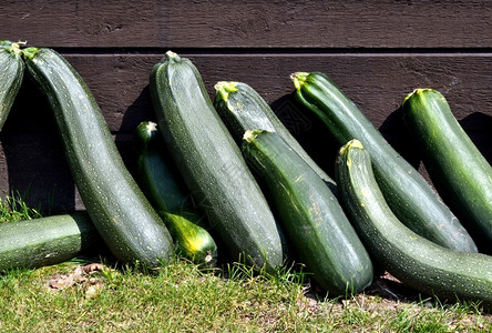 新品上市蔬菜科奥热特人在太阳中与荷兰沃登哈克堡城蔬菜园的棚屋对着长方形收成庄稼背景
