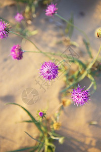 天空沙漠中美丽的紫色花朵沙漠中美丽的紫色花朵自然摄影图片