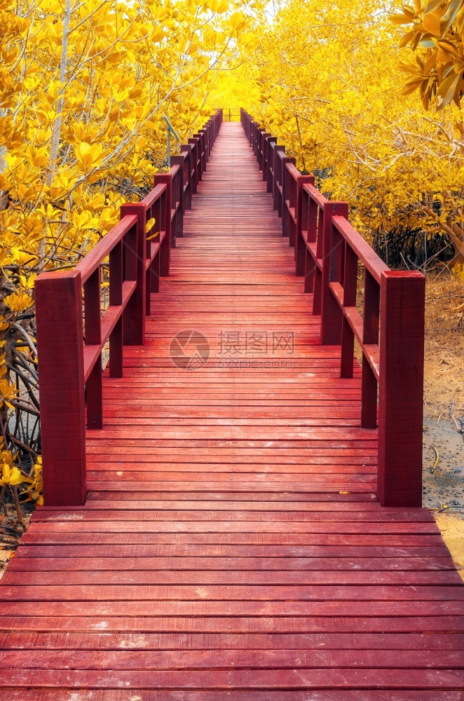 十一月水红木桥通向秋林的红丰富多彩的图片