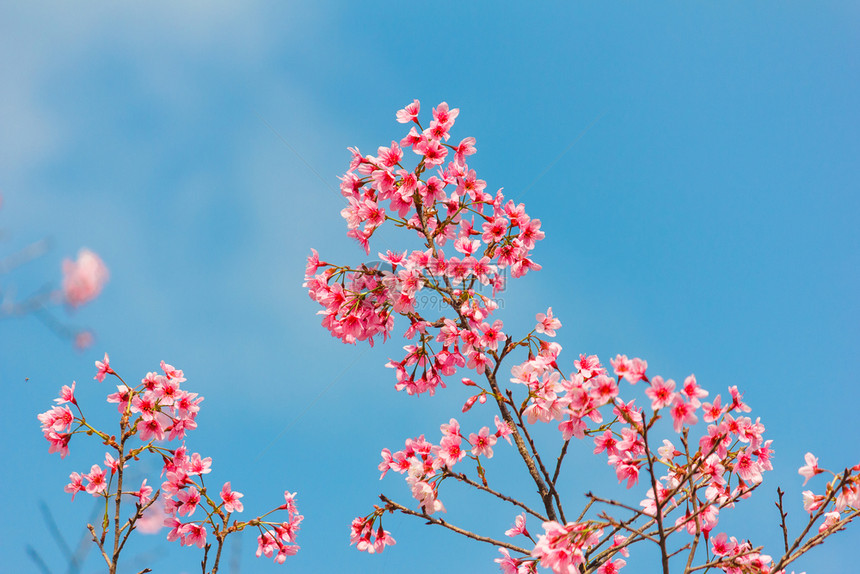 泰国本底蓝天的樱花色瓣图片