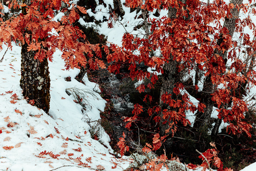 冬季的的雪山和森林图片