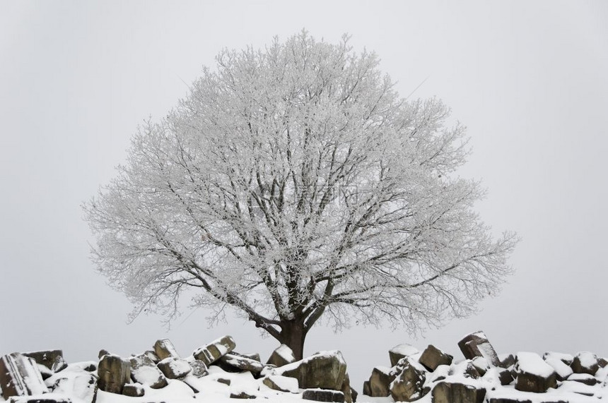 冬天在后面雪和冰盖的树在雪覆废墟后面户外图片